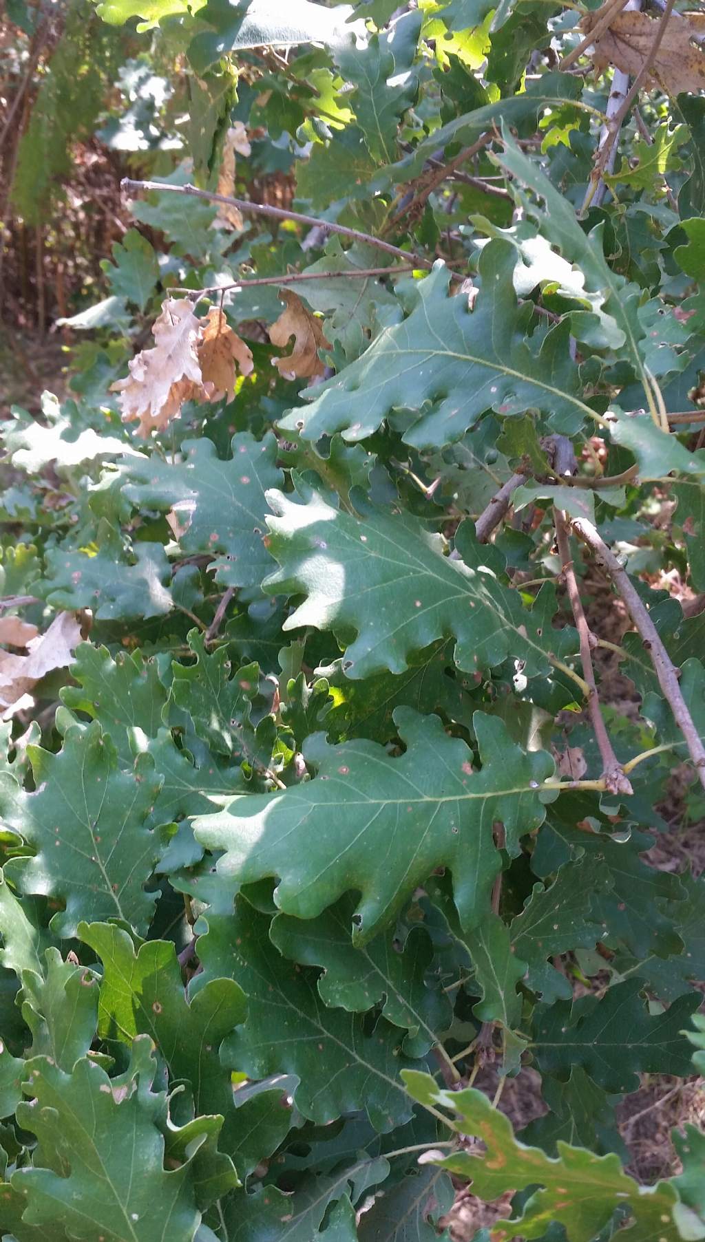 Quercus Robur?no, Quercus cfr.pubescens